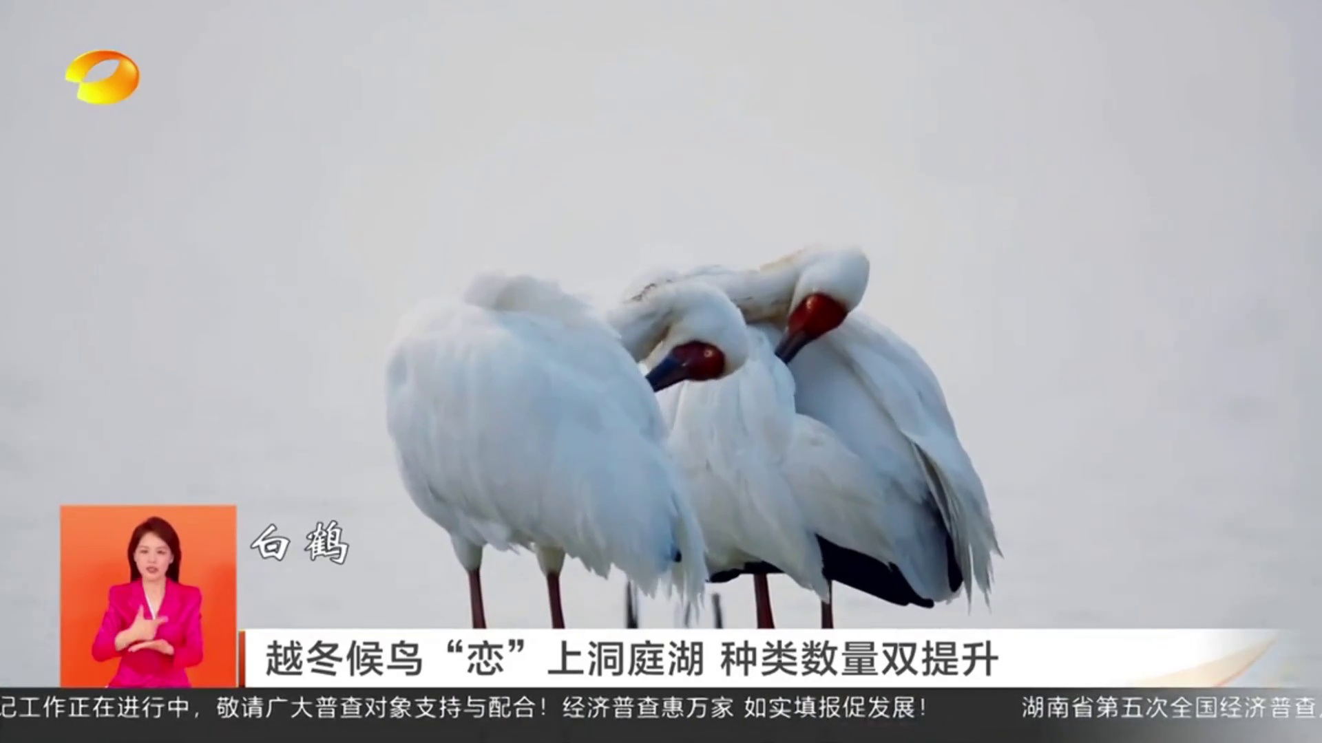 【湖南新闻联播】越冬候鸟“恋”上洞庭湖 种类数量双提升