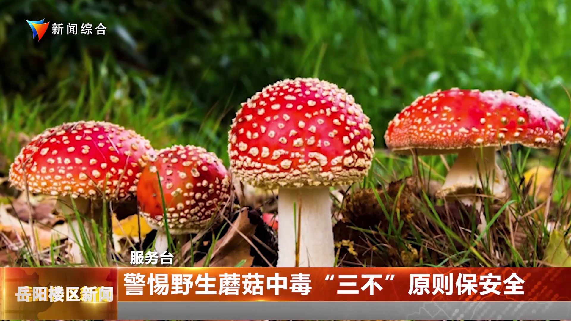 【服务台】警惕野生蘑菇中毒 “三不”原则保安全