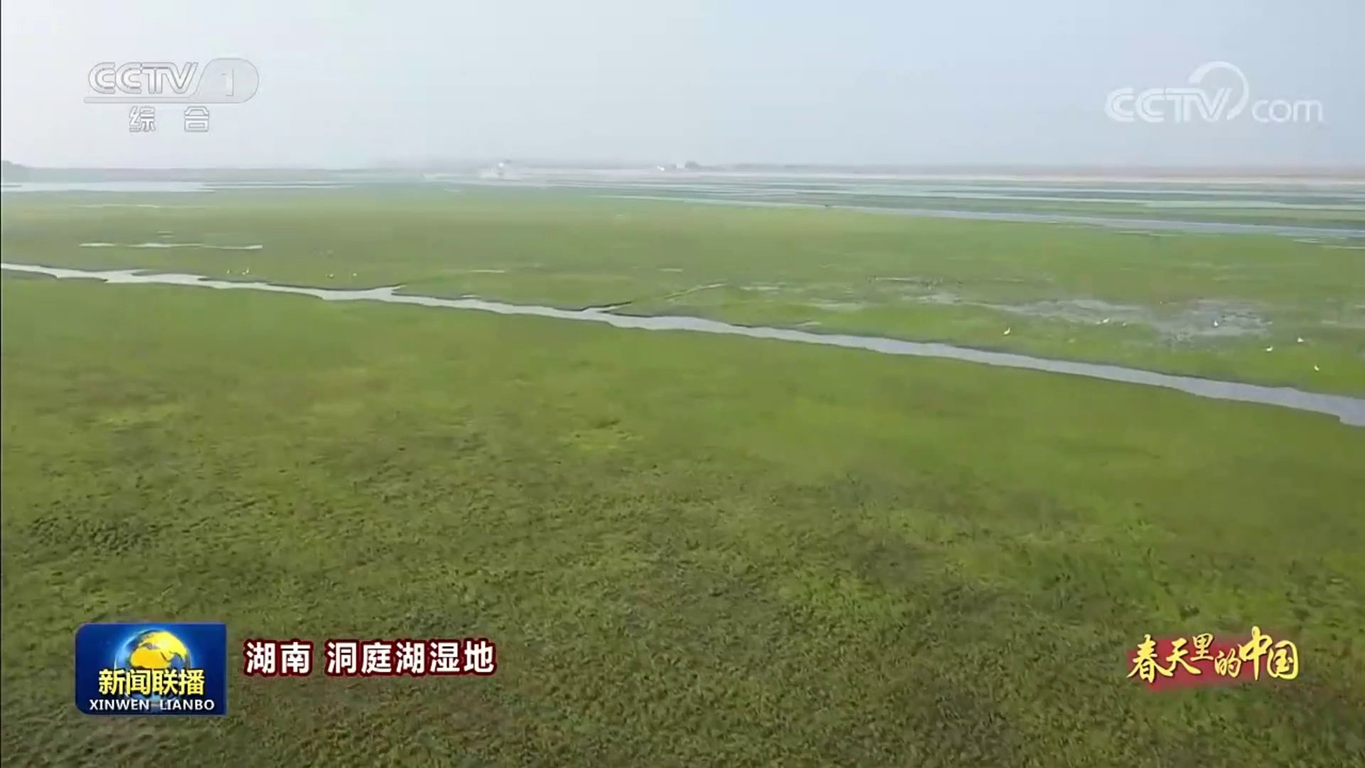 【央视?新闻联播】春天里的中国 洞庭湖湿地候鸟蹁跹