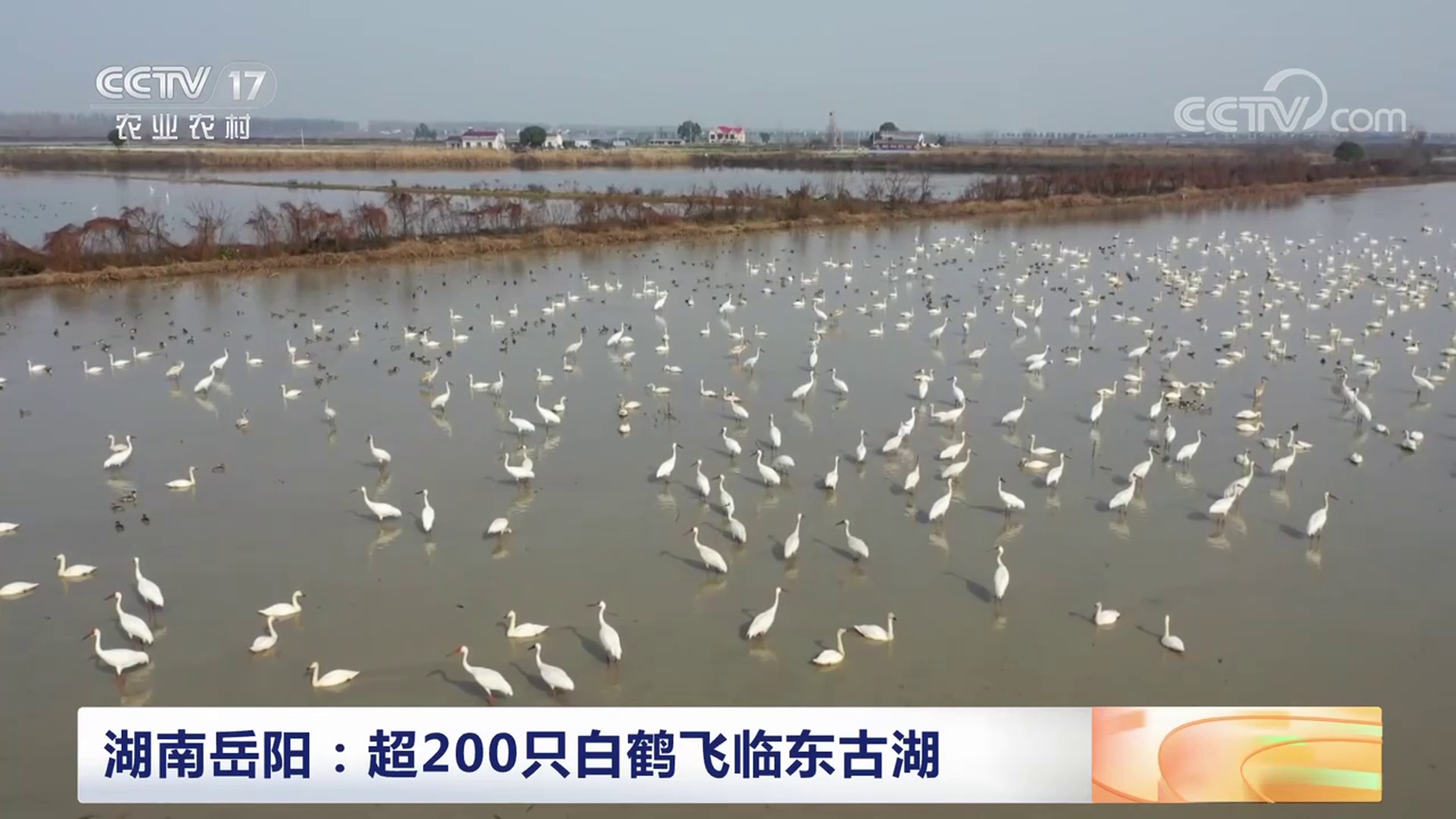 央视【中国三农报道】湖南岳阳 超200只白鹤飞临东古湖