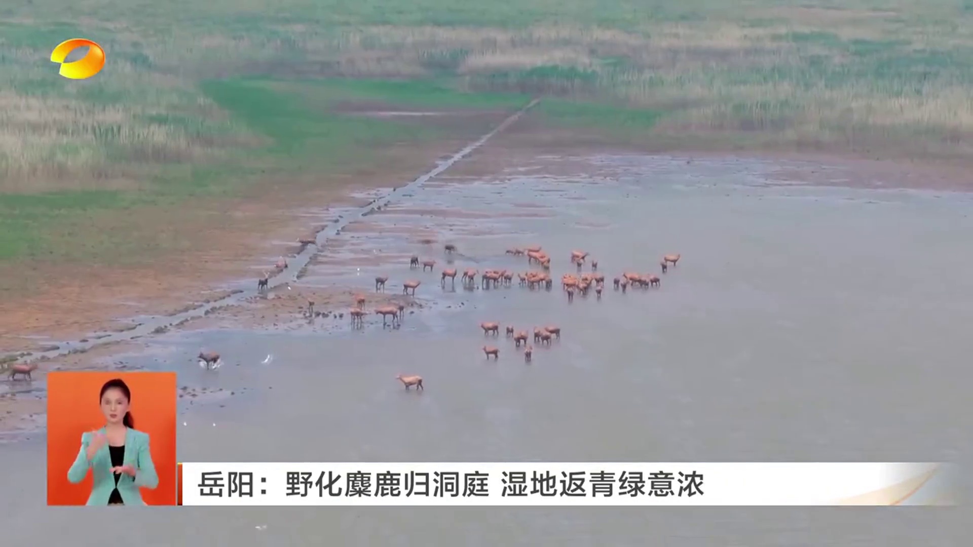 【湖南卫视】岳阳：野化麋鹿归洞庭 湿地返青绿意浓 