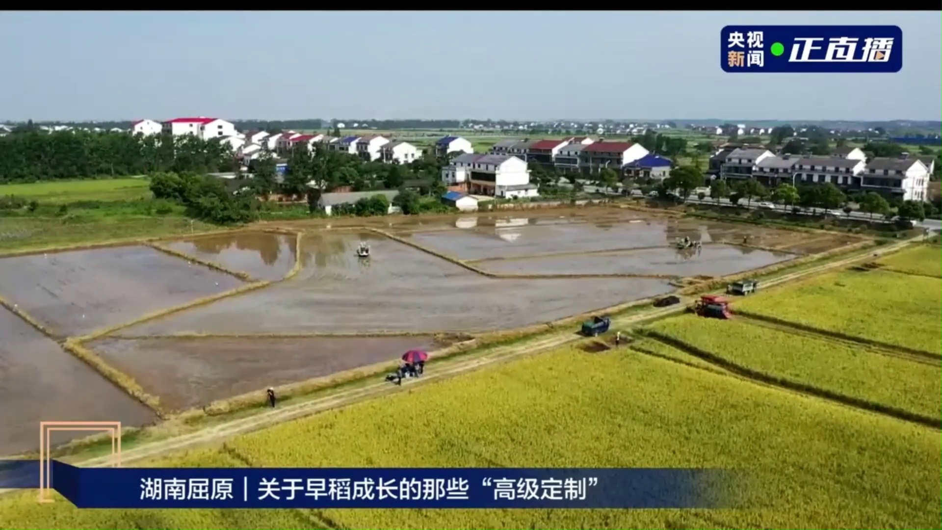 【央视新闻·正直播】湖南屈原丨关于早稻成长的那些“高级定制”