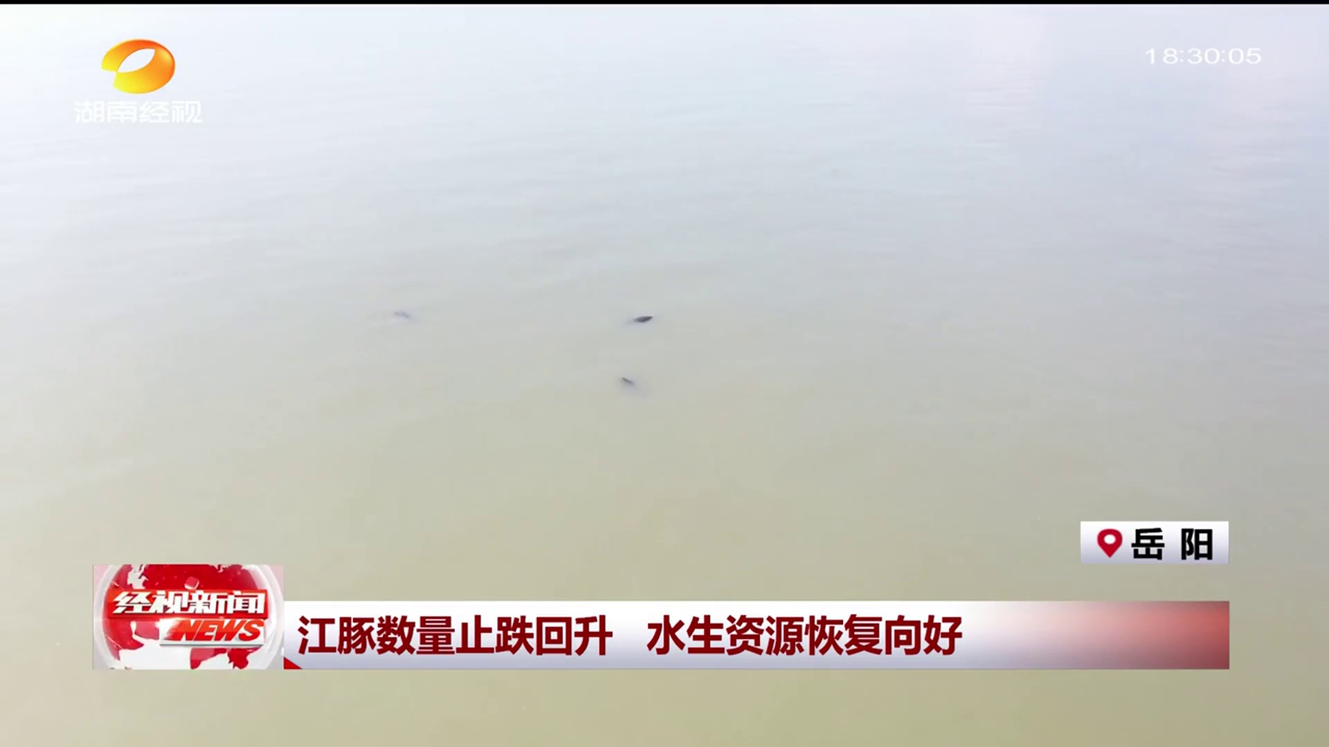 【湖南经视】江豚数量止跌回升 水生资源恢复向好